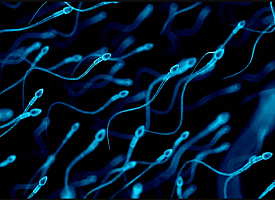 Сперма “портится”? Учёные из Оксфорда поставили под сомнение пользу длительного воздержания