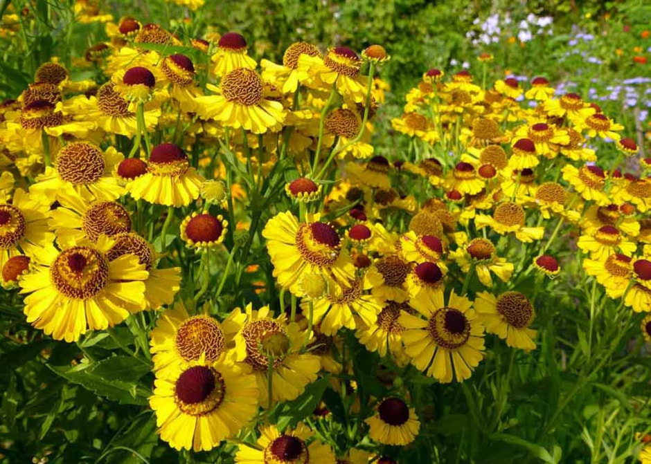 Оформляем цветник на даче (11).jpg Оформляем цветник на даче (11).jpg