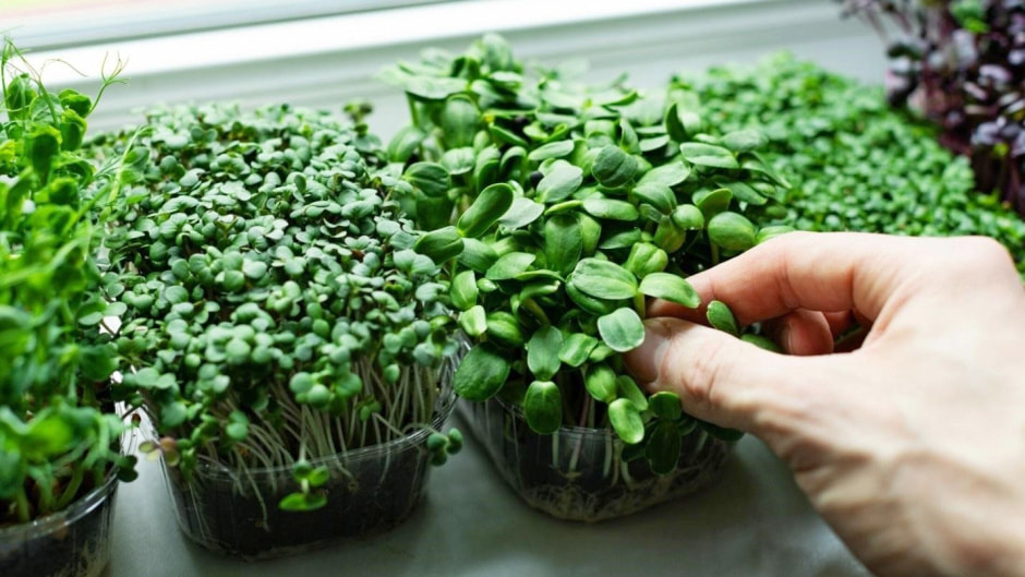 Микрозелень на подоконнике 1.jpg