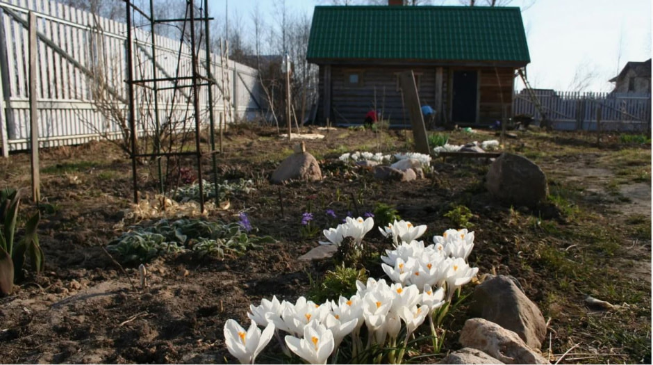 Цветы в саду.jpg Цветы в саду.jpg