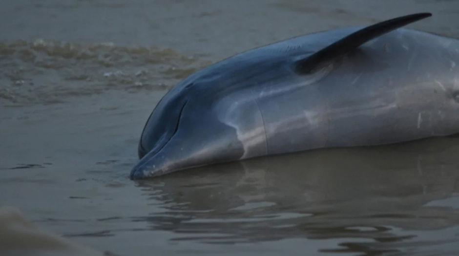 Дельфин .jpg Дельфин .jpg