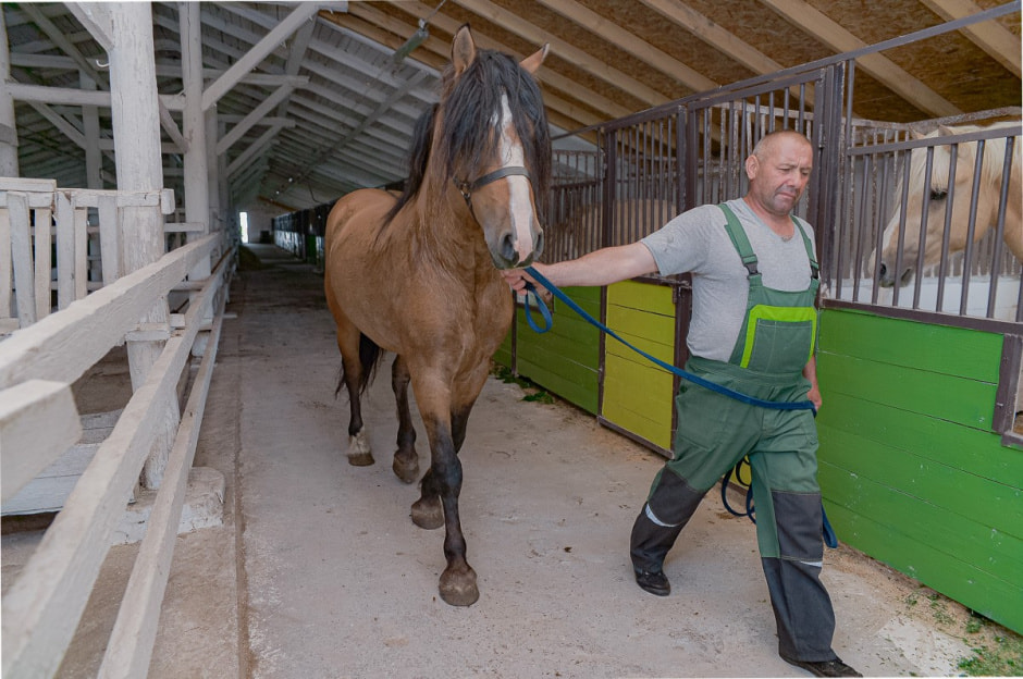 Лошади в Столинском районе 17.jpg