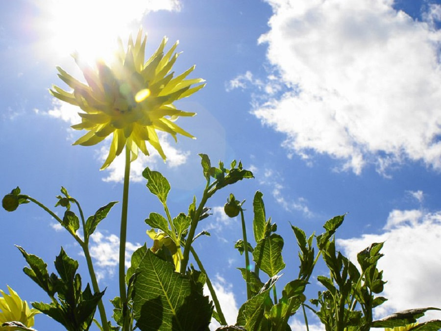 цветы и солнце.jpg