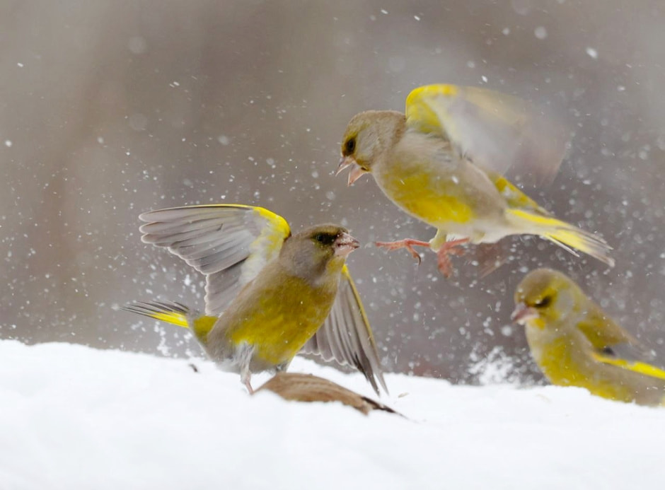 Зимние птицы в городе 4_Зеленушки.jpg