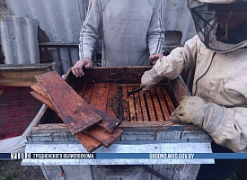 У пчеловода на Гродненщине пропали 100 тыс. пчел – где их нашли?