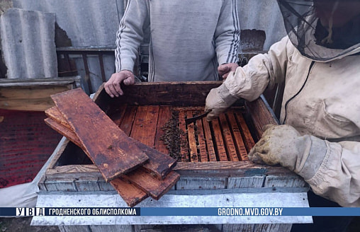 У пчеловода на Гродненщине пропали 100 тыс. пчел – где их нашли?