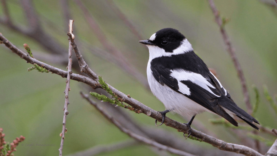мухоловка-белошейка
