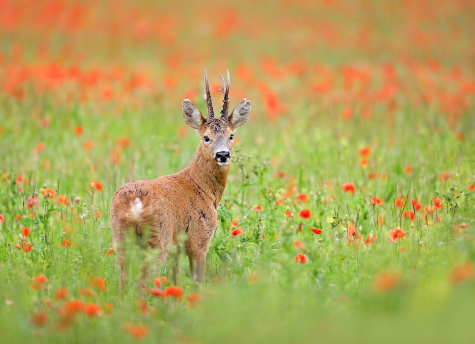Европейская косуля в Беларуси 10.jpg