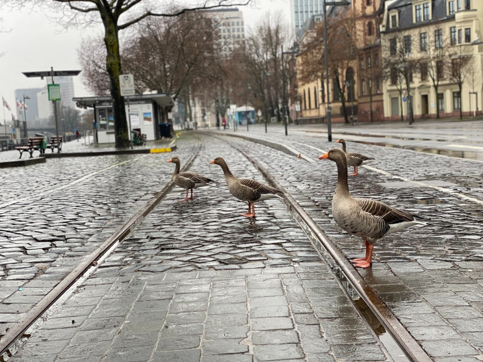 Проездные за 49 евро Германия 8.jpg