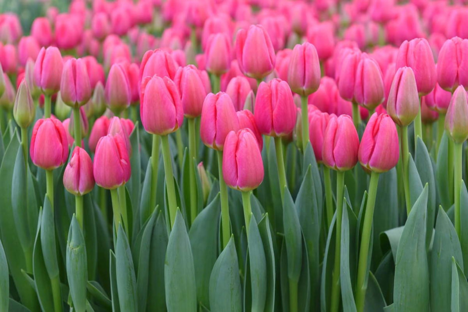 Как на Полесье выращивают тюльпаны 27.jpg