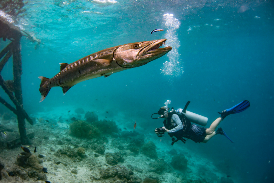 Щука 4_Барракуда.png