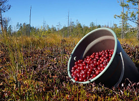 Ещё 2 области Беларуси определились со сроками сбора клюквы и брусники в 2025 году