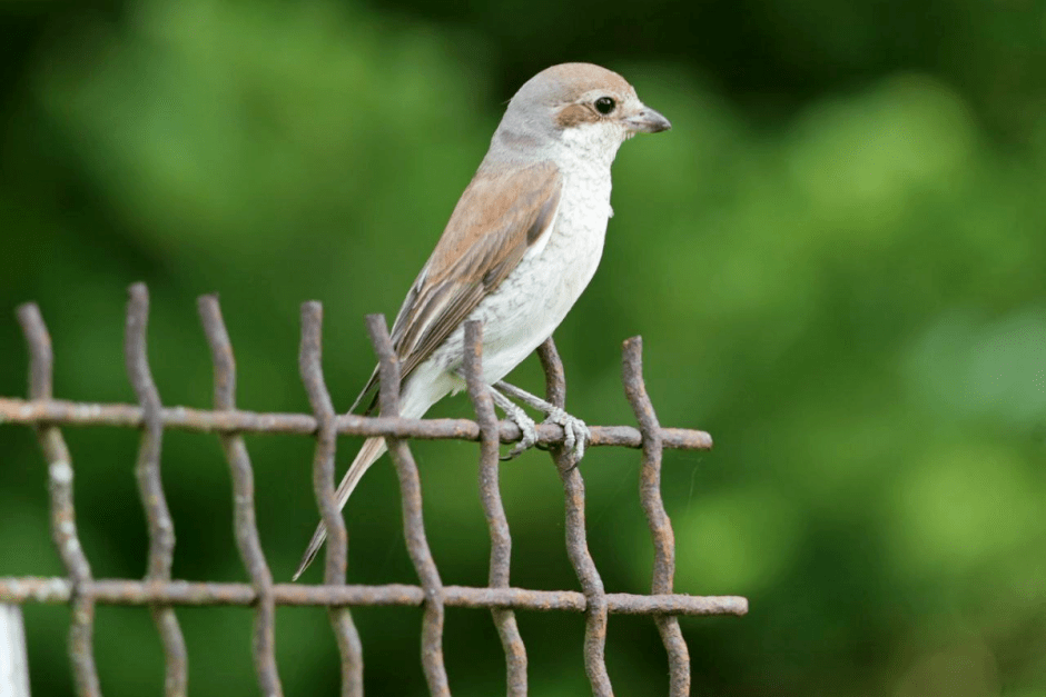 Сорокопут 9.png