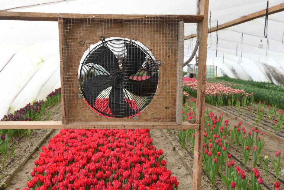 Как на Полесье выращивают тюльпаны 24.jpg