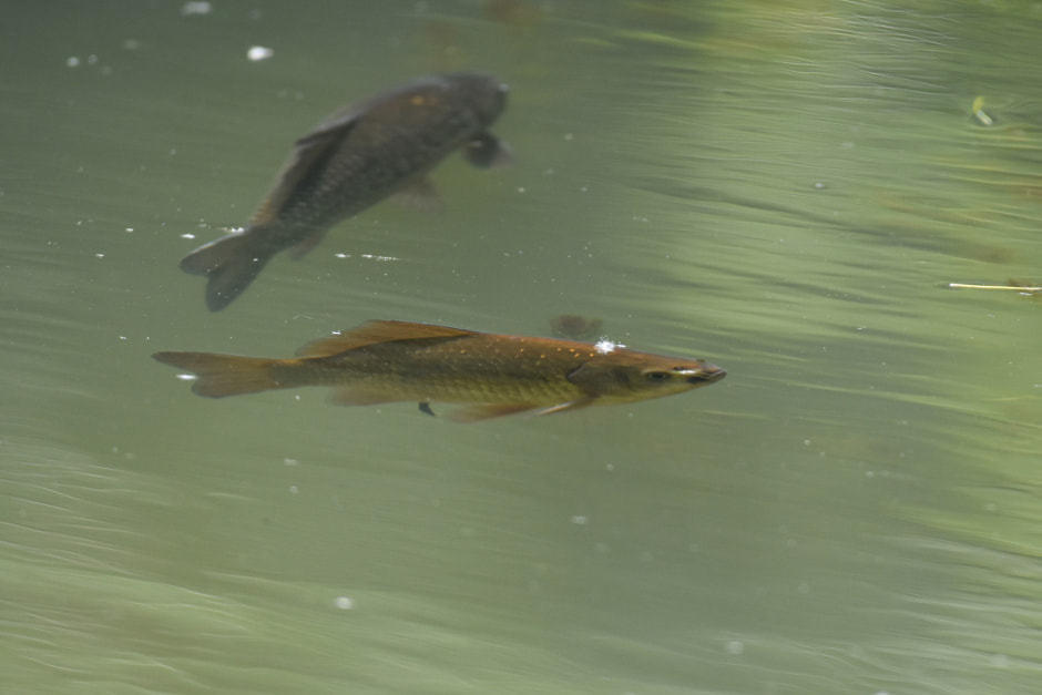 Серебряный карась 