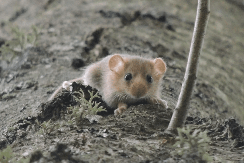 Соня-полчок 6.png