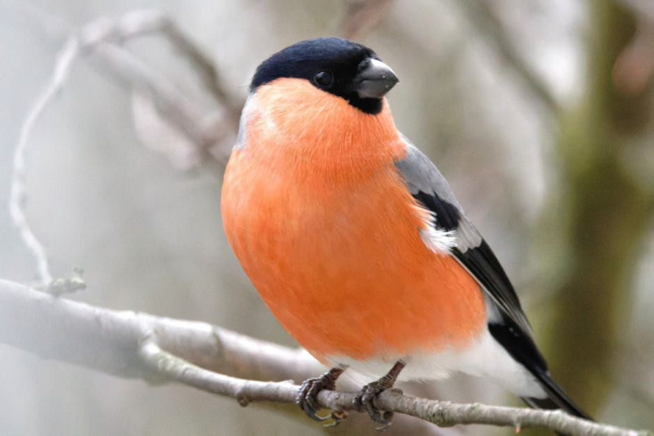 Инна Шкурко_5.png