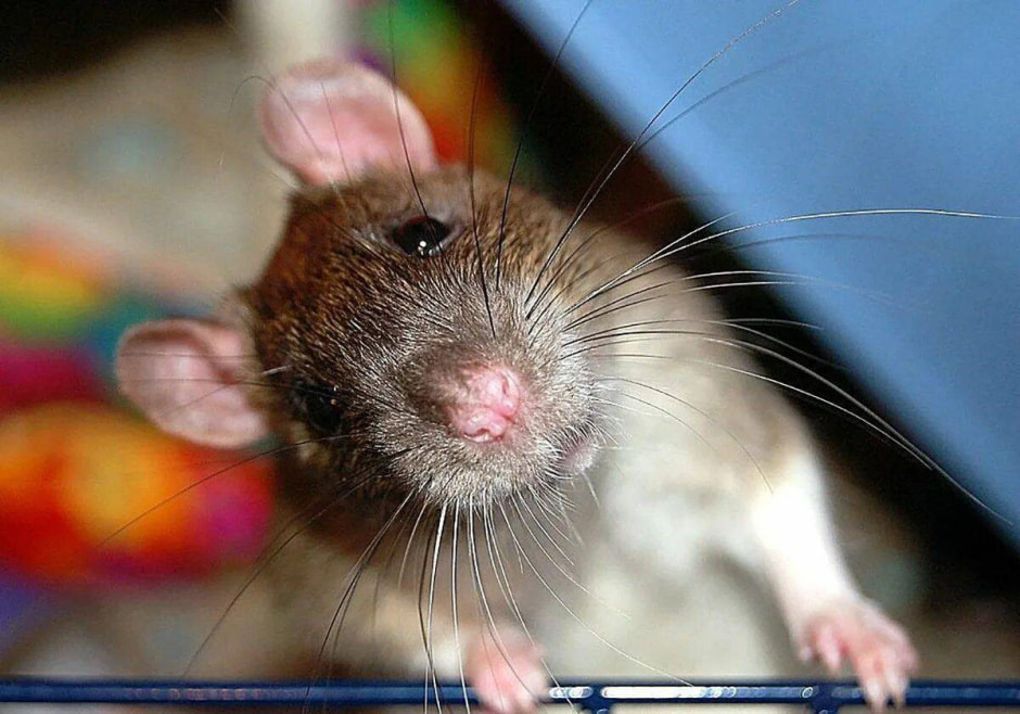 Сахар и диабет 4.jpg