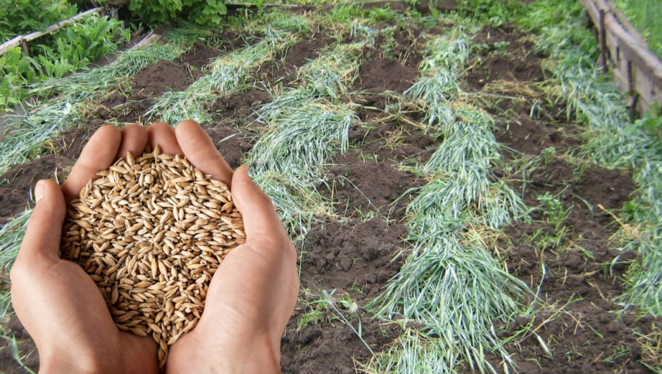 сидераты 1.jpg