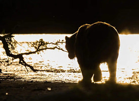“Настоящий гигант” – В БООР рассказали, где удалось добыть медведя длиной более 2,2 метра
