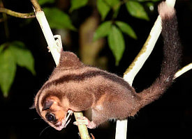 В Новой Гвинее обнаружили животных, считавшихся вымершими тысячи лет назад