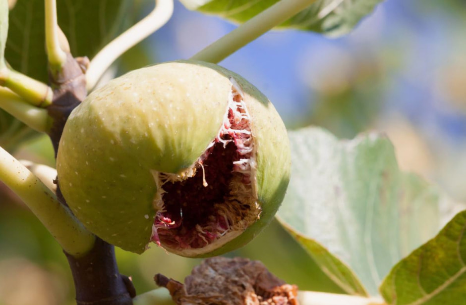 Переспелый фрукт