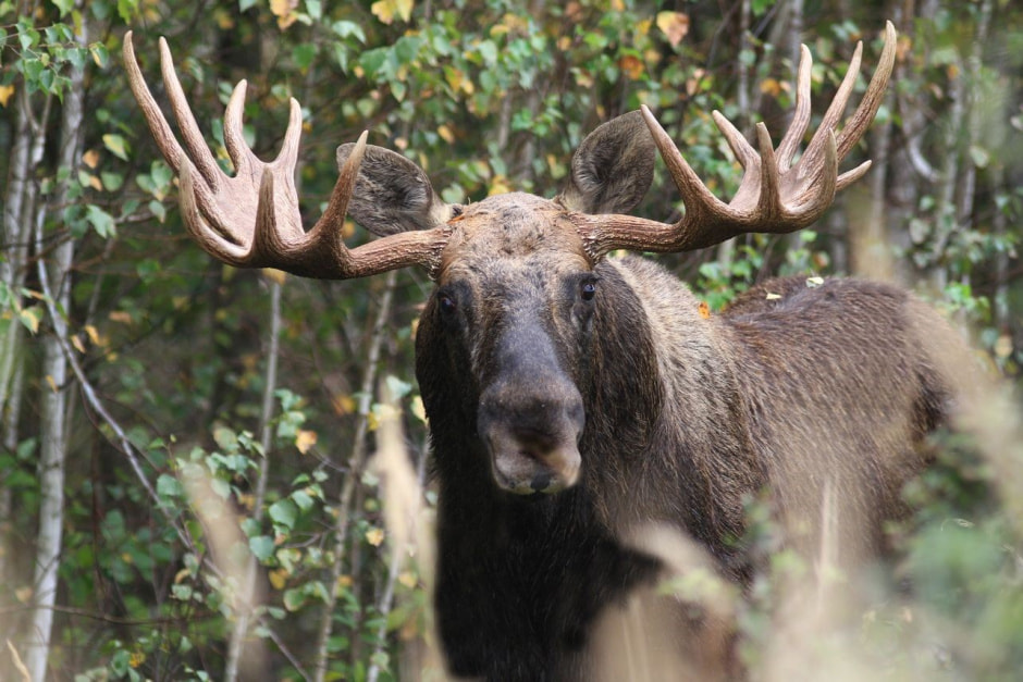 Фотограф дикой природы 8_Лось.jpg