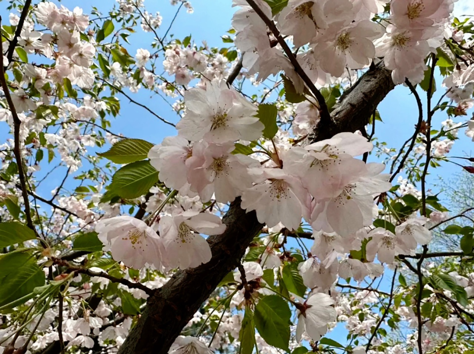 Прогулка по Ботаническому саду 20.png