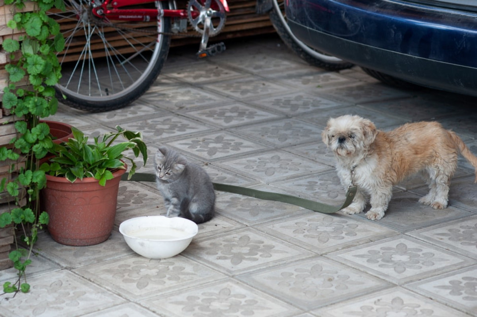 Семья Лой 20 лет выращивает огурцы и помидоры 13.jpg