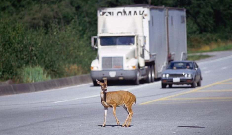 Экодуки и тоннели для животных 2.jpg