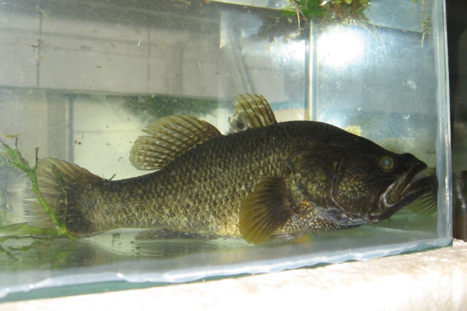 Ротан-головешка 3.png