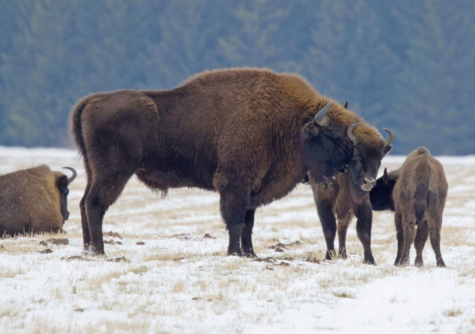 Забор в Беловежской пуще 10.jpg