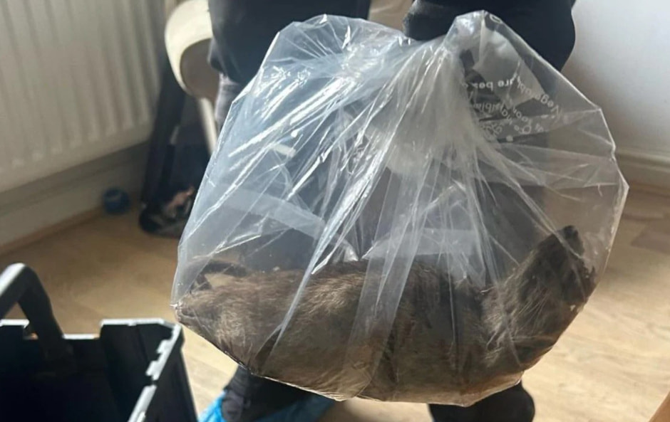 Крупная крыса