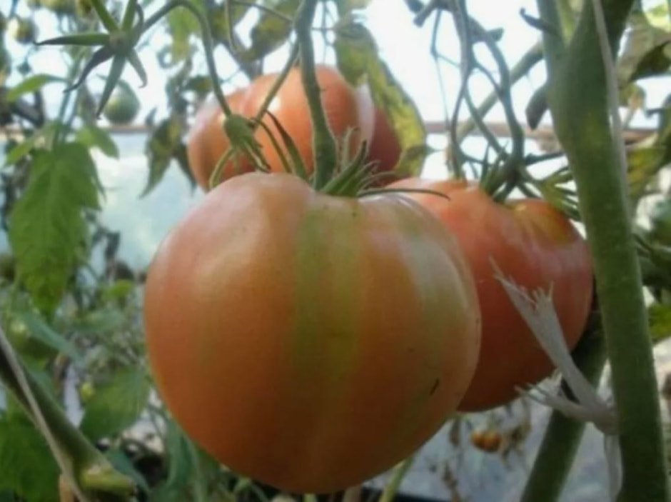 томаты1.jpg томаты1.jpg