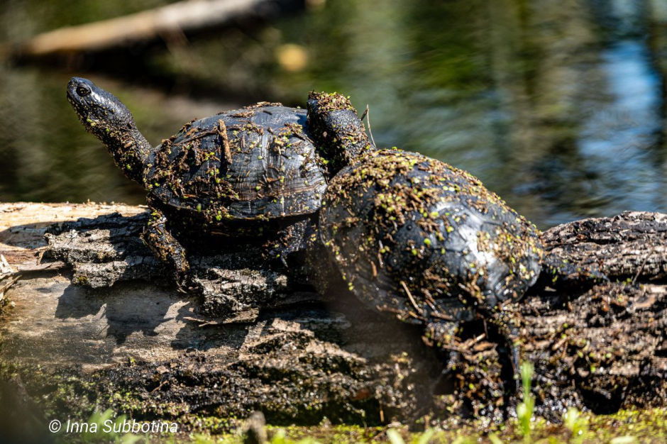 Болотная черепаха 4.png