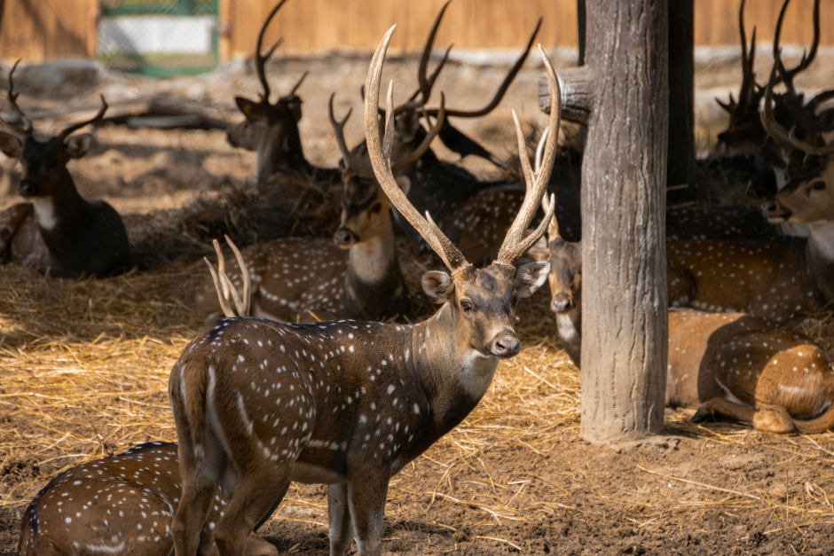 Пятнистый олень 
