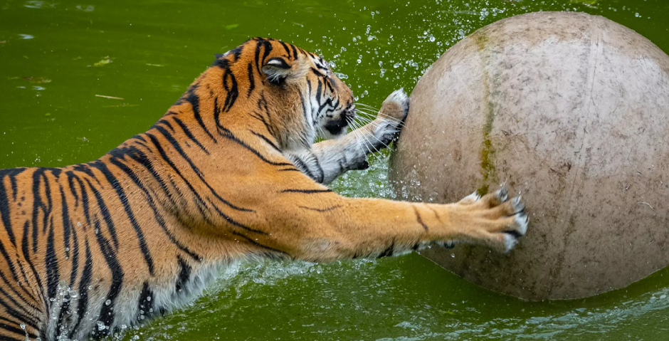 зоопарк Лондон зоопарк Лондон