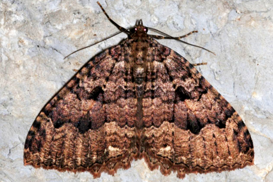 Где зимуют насекомые 9.png