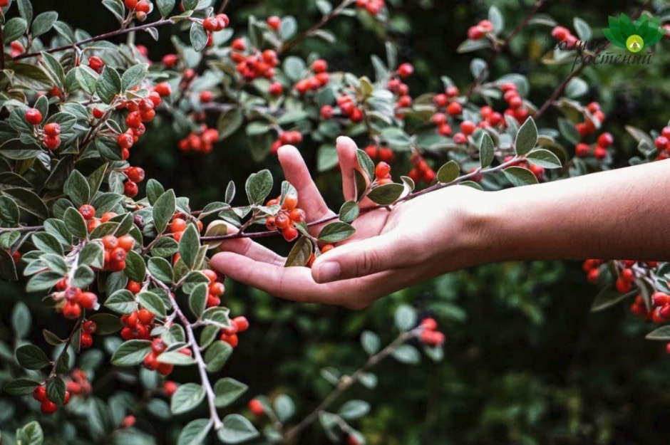 Какие растения не надо обрезать весной 10.jpg