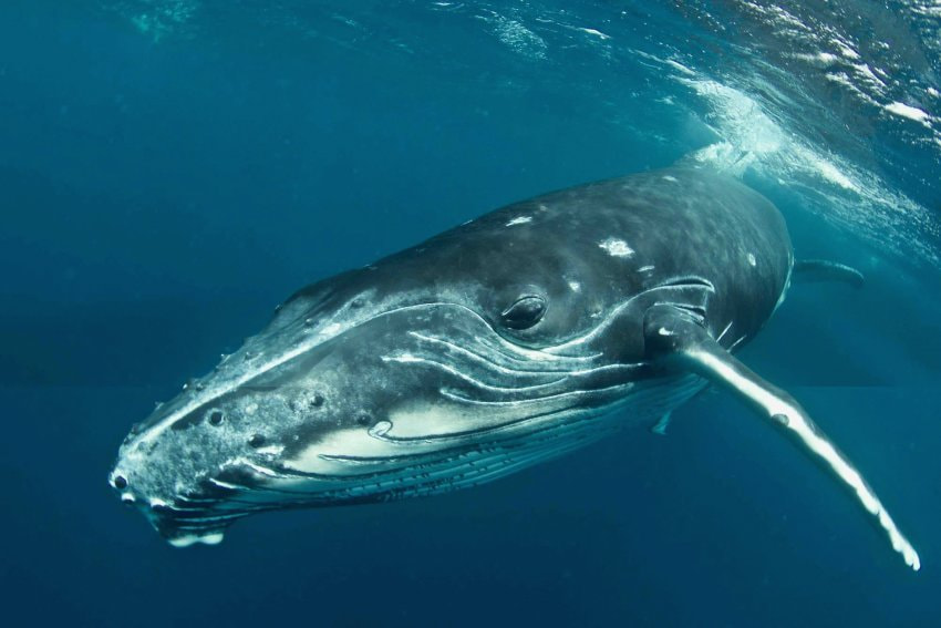 Ласты китообразных. Китовый ус синего кита. Кит Горбач. Питание серого кита. Усатый кит.