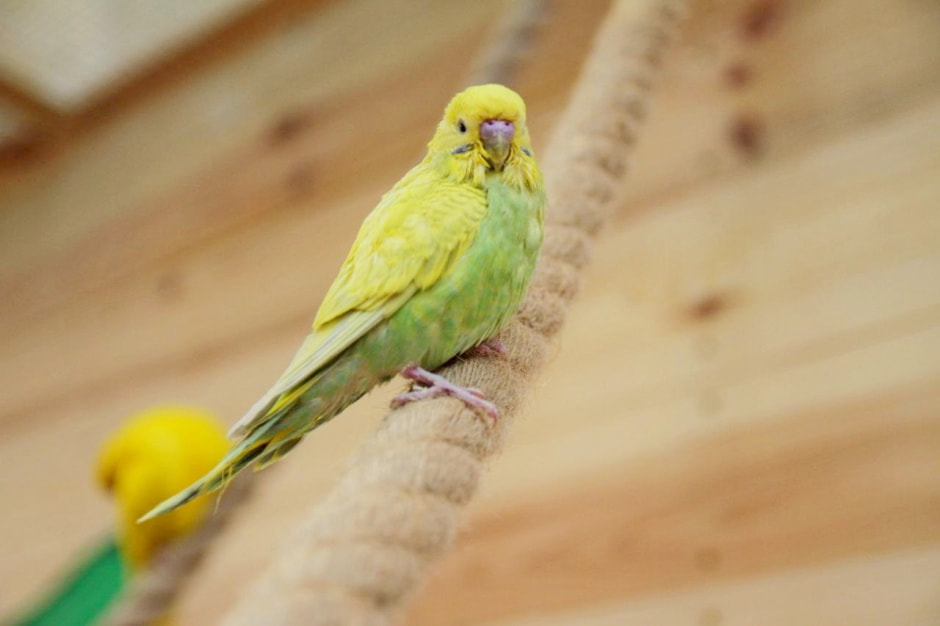 Попугайня в Витебске 9.jpg