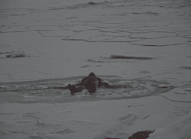 Спасатели прервали поисковую операцию белоруски, пропавшей в Мурманской области