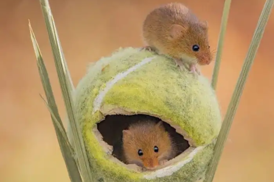 Мышь-малютка 12.png