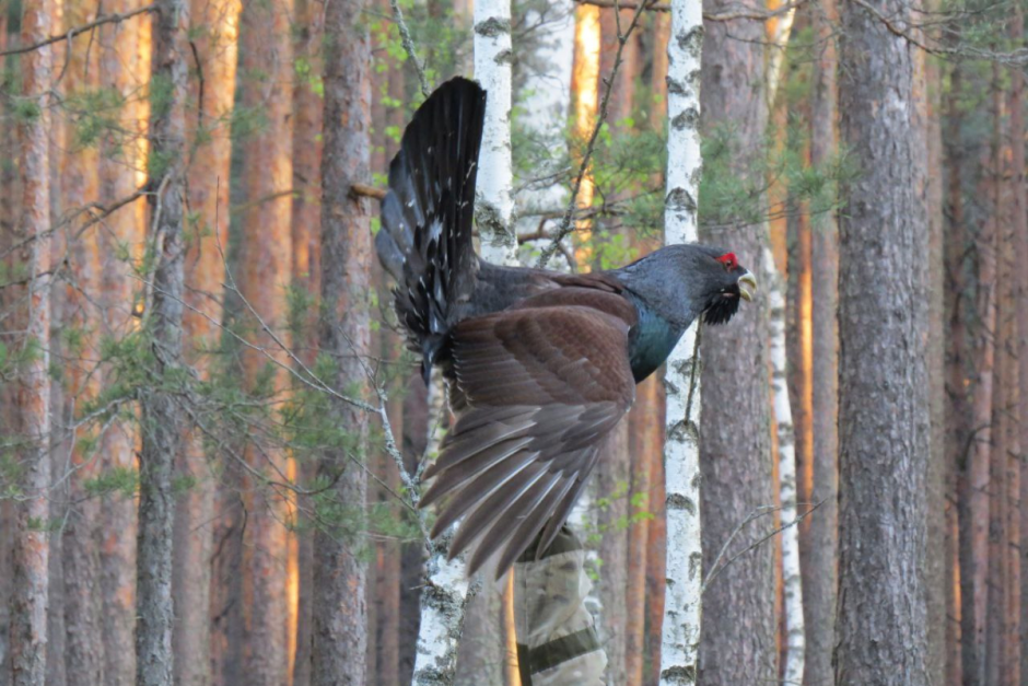 Глухари 3.png