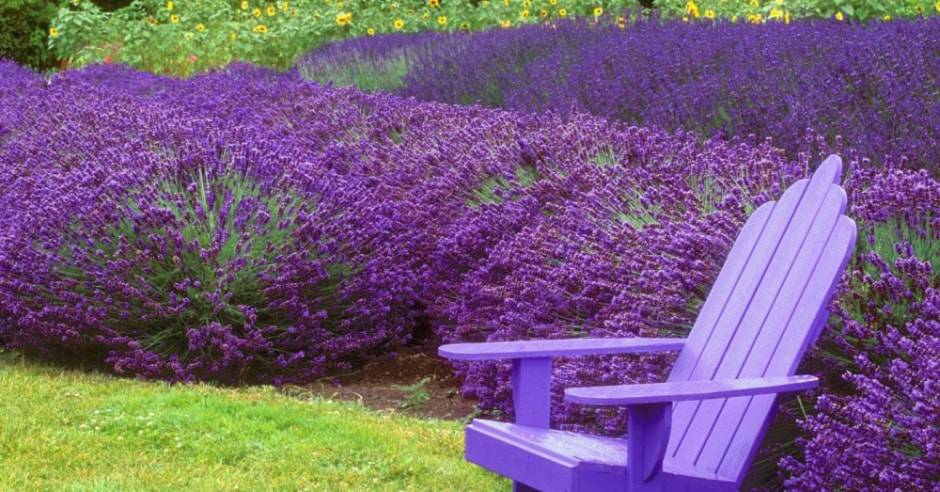 Садим цветы поздней осенью 5.jpg Садим цветы поздней осенью 5.jpg