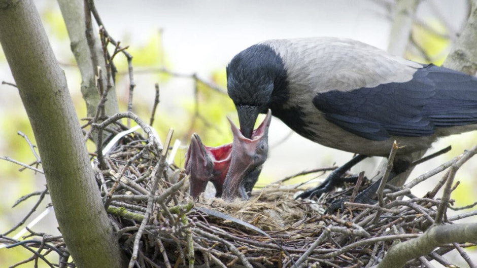 Яйца диких птиц 18.jpg