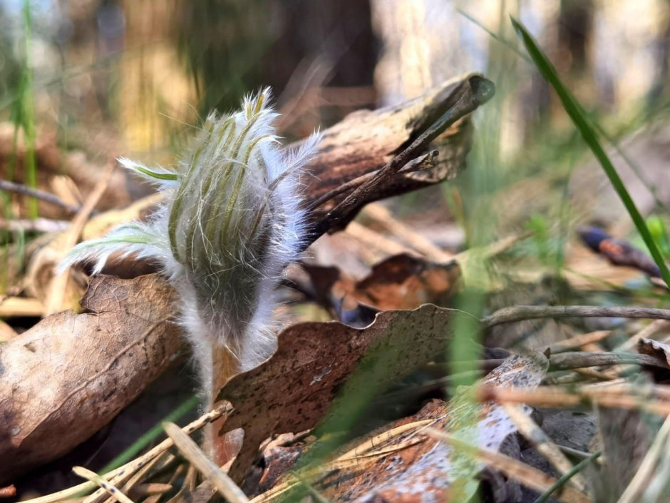 Первоцветы 8_Сон-трава 2.jpg