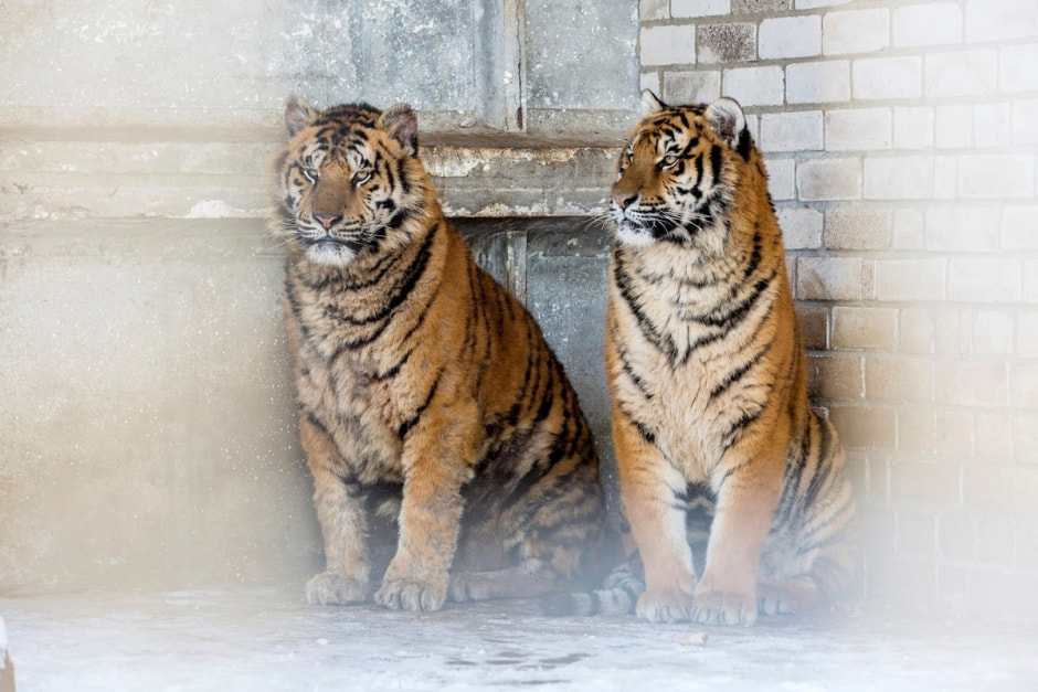 Юрий Карпилович и его зоопарк в Подгае 25.jpg