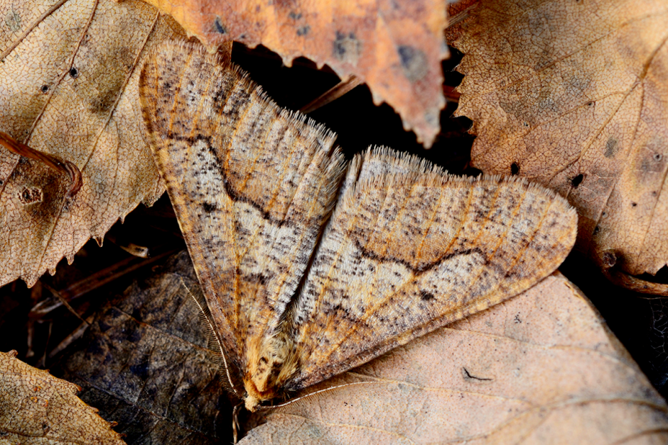 Где зимуют насекомые 7.png