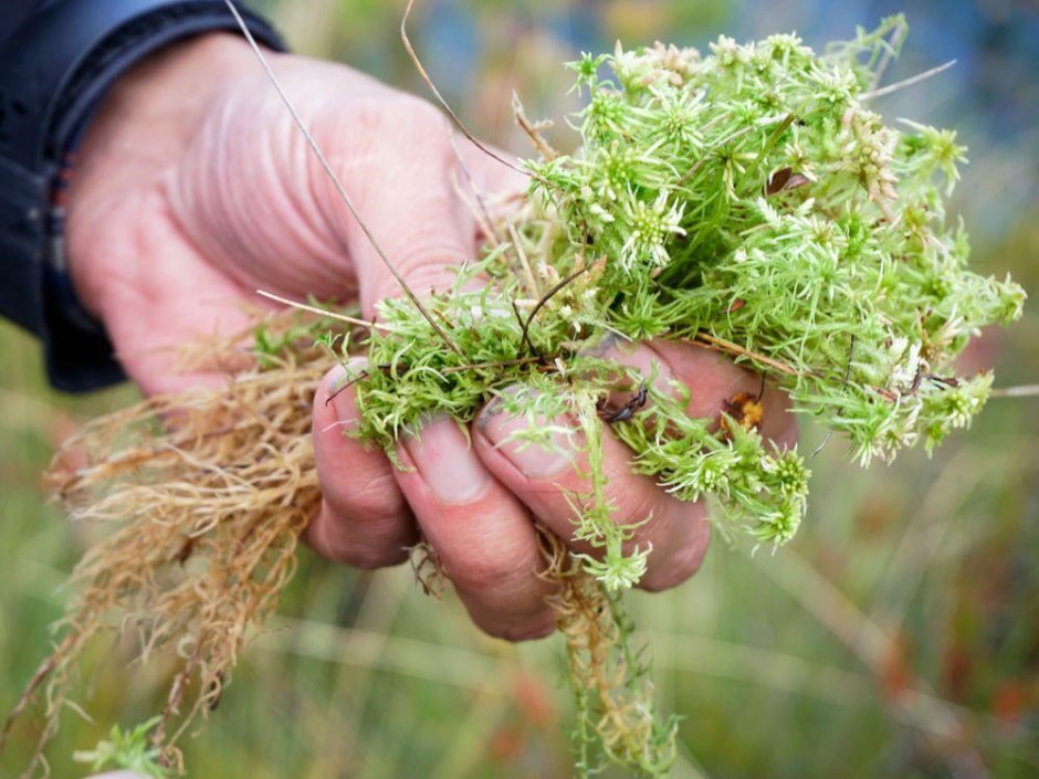 Чем разрыхлять почву 6.jpg